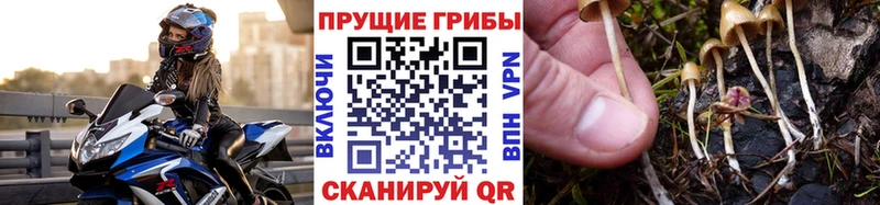 купить сайты OMG зеркало это официальный сайт Заозёрный Галлюциногенные грибы Psilocybe